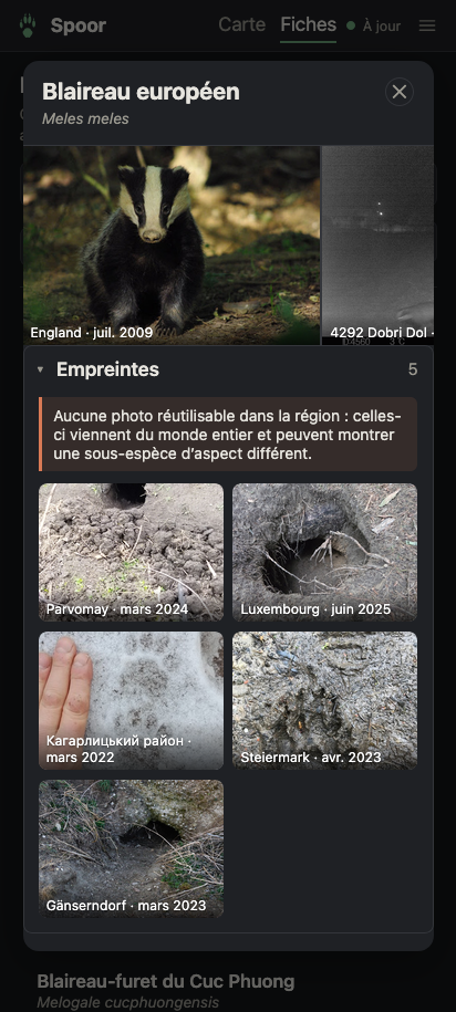 Une fiche d'espèce dans Spoor : le blaireau européen, ses photos, une galerie d'empreintes et une galerie de déjections, en thème sombre.